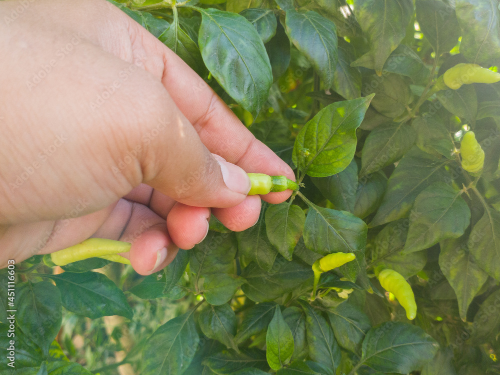 hands harvesting green chilies, in Indonesian it is called hands harvesting green chilies, in Indonesian it is called