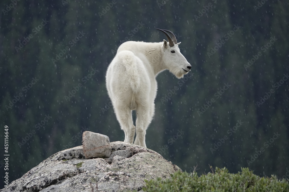 wild mountain goat standing on rock in the rain wild mountain goat standing on rock in the rain