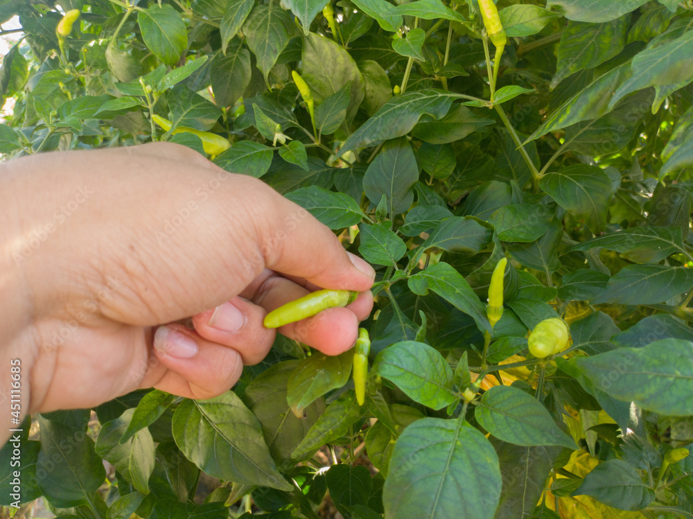 hands harvesting green chilies, in Indonesian it is called hands harvesting green chilies, in Indonesian it is called