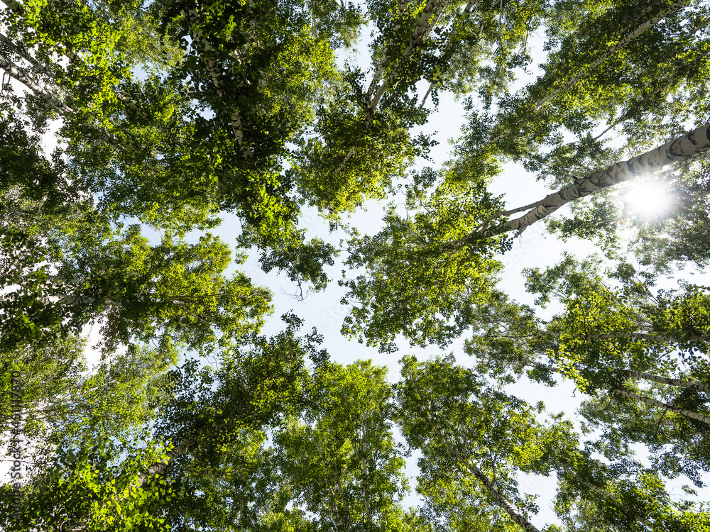 Birch forest. The tops of birch trees and the sky Birch forest. The tops of birch trees and the sky