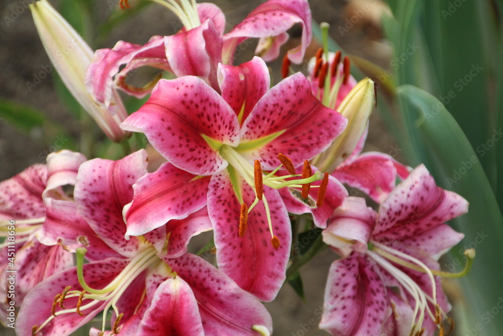Lily In Bloom, U of A Botanic Gardens, Devon, Alberta
