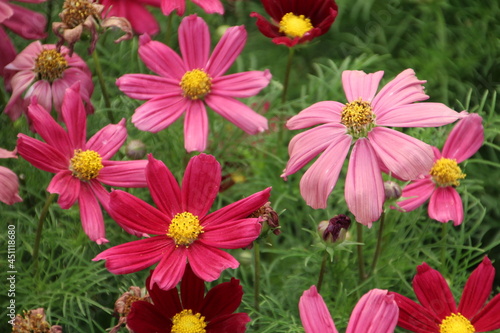 Cosmos In Bloom  U of A Botanic Gardens  Devon  Alberta