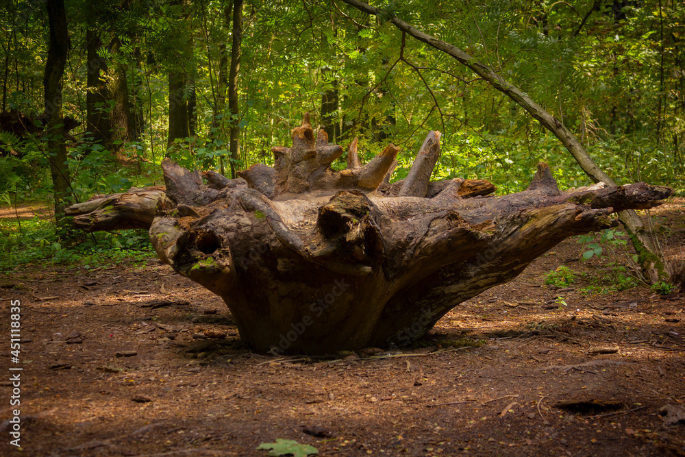Old driftwood Slovenian tree trunk lies in the forest moss covers the bark Old driftwood Slovenian tree trunk lies in the forest moss covers the bark