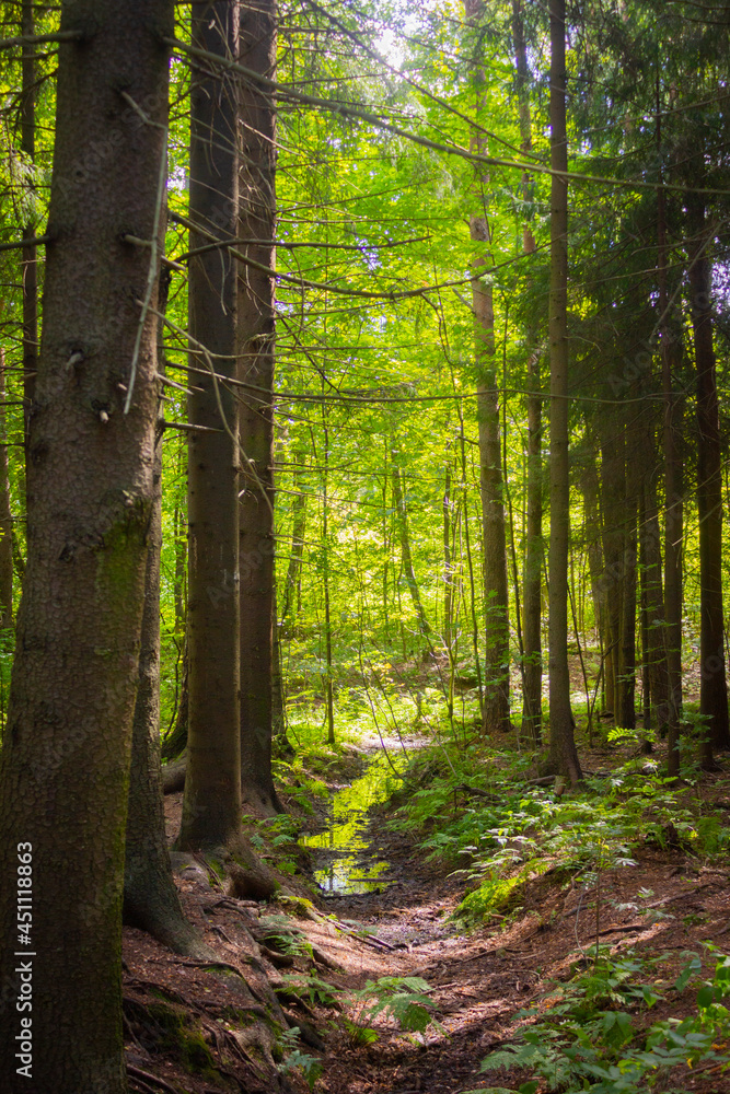 Fototapeta premium Forest landscape, trees along a wild stream, reflections in the water, perspective depth