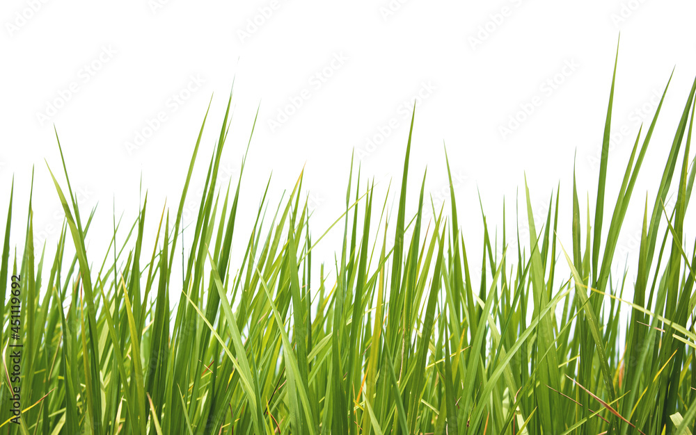 Green rice leaves isolated on a white background Green rice leaves isolated on a white background