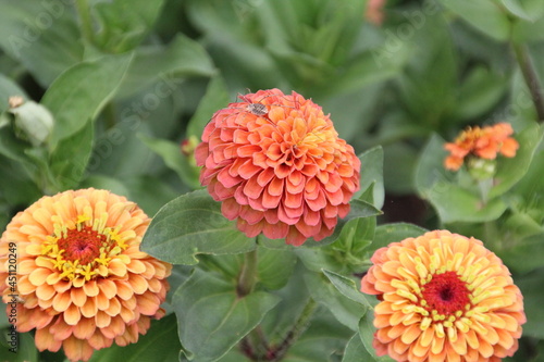 Zinnia In Bloom, U of A Botanic Gardens, Devon, Alberta