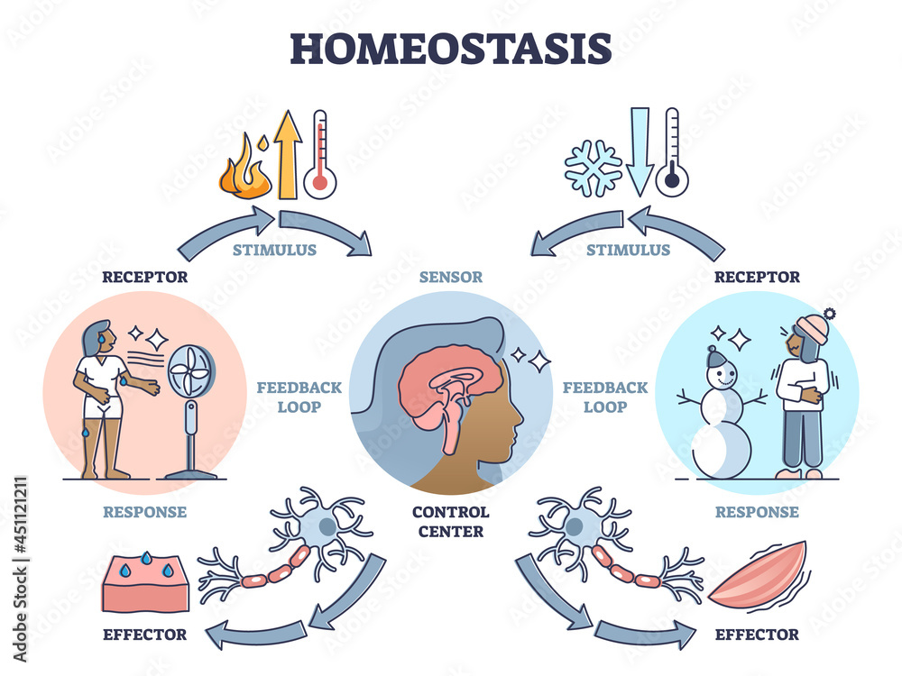 Homeostasis as biological state with temperature regulation outline diagram. Educational labeled scheme with stimulus, sensor and effectors vector illustration. Anatomical and physical body process.