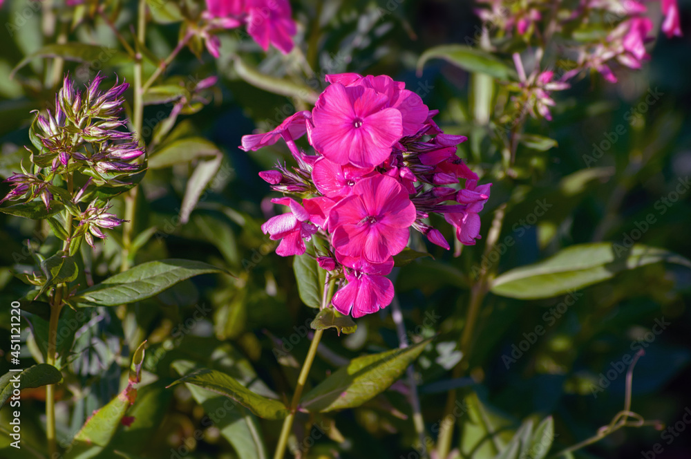 flower in the garden