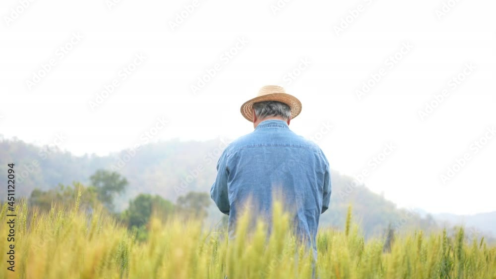 Asian senior man farmer working in digital tablet inspect wheat rice plant in wheat field farmland. Elderly male farm owner preparing to harvest crop plant. Agriculture industry and technology concept Asian senior man farmer working in digital tablet inspect wheat rice plant in wheat field farmland. Elderly male farm owner preparing to harvest crop plant. Agriculture industry and technology concept