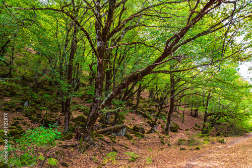 Beautiful mysterious green forest scene