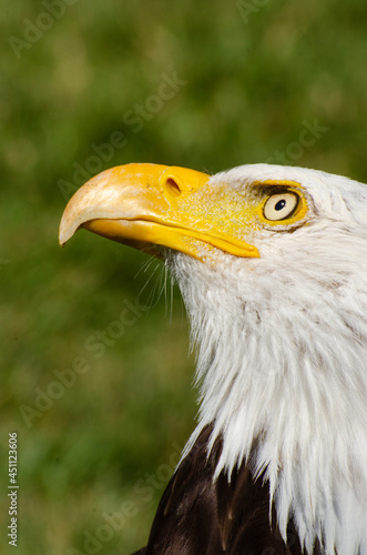 Bald Eagle Profile Looking Up