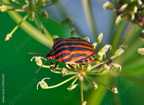 Graphosoma lineatum resting on a flower. Macro. Small depth of sharpness.