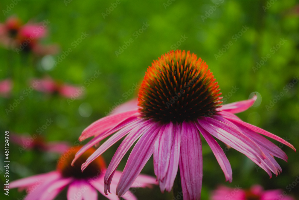 flower of a flower flower of a flower