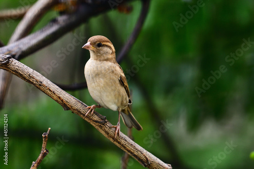 Sparrow © Sreenivas