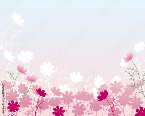 コスモスの花の背景