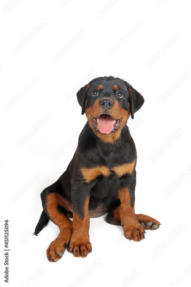 puppy sitting isolated on white background puppy sitting isolated on white background