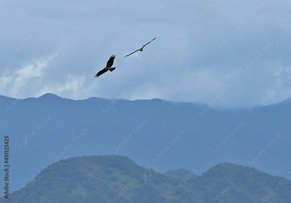 四国香川県の野鳥トンビ