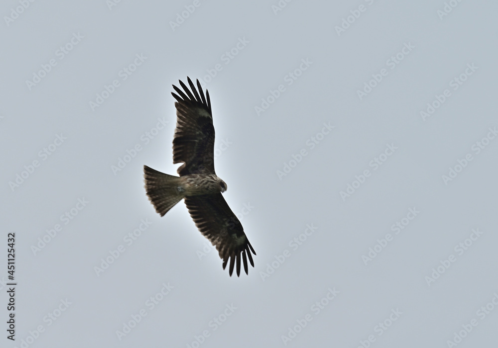 Fototapeta premium 四国香川県の野鳥トンビ