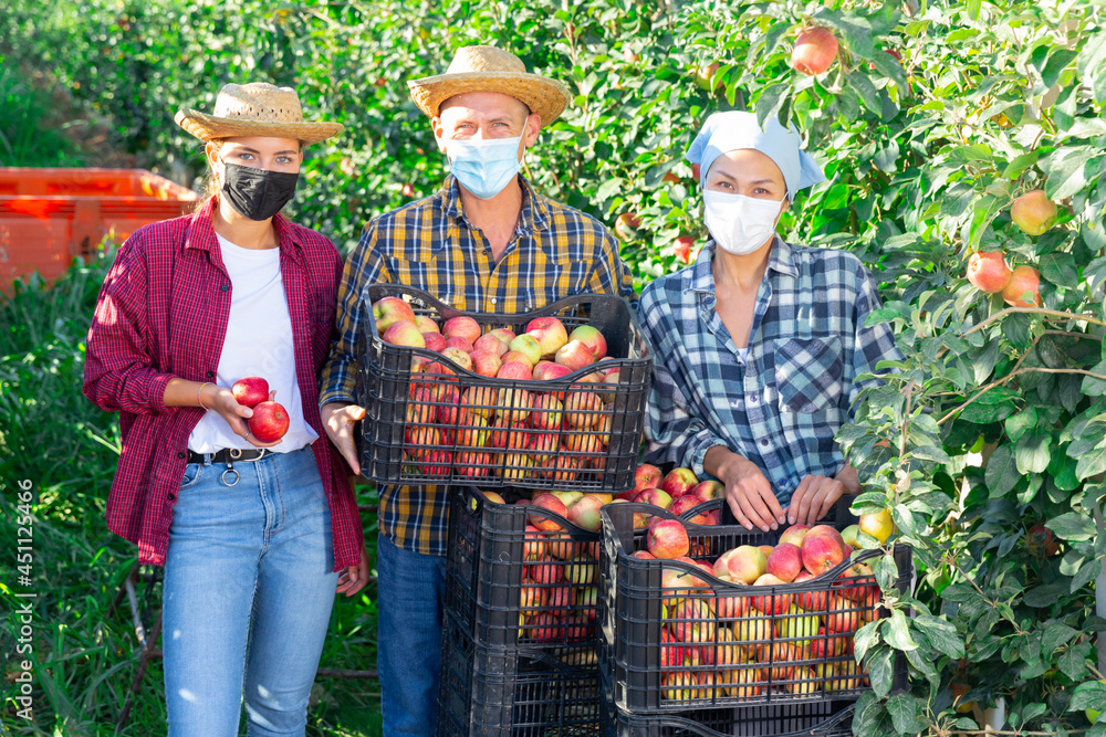 Obraz premium Portrait of group of farm workers in face masks posing with crates full of sweet ripe apples at orchard