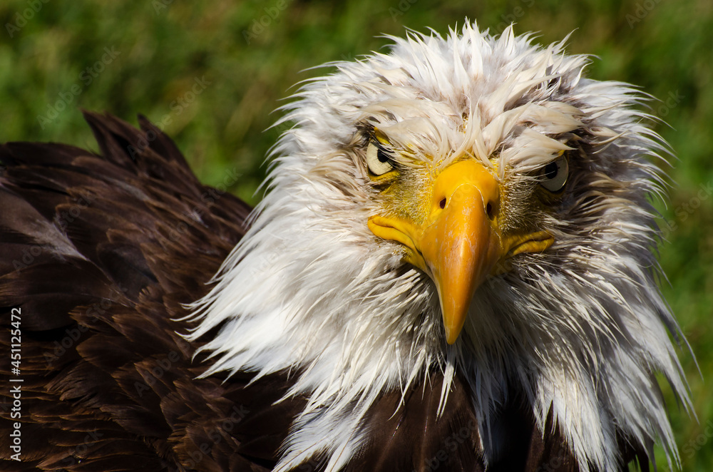 Fototapeta premium Stern Bald Eagle Look
