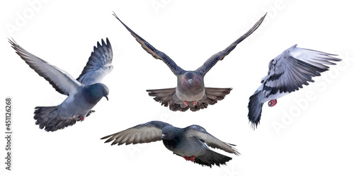 isolated on white four dark pigeons in flight