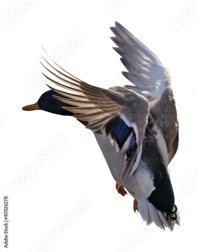 flying mallard duck drake with dark head