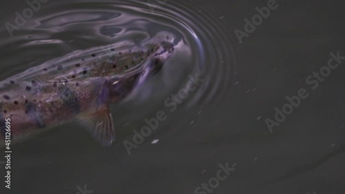 Yamame is preying on insects.