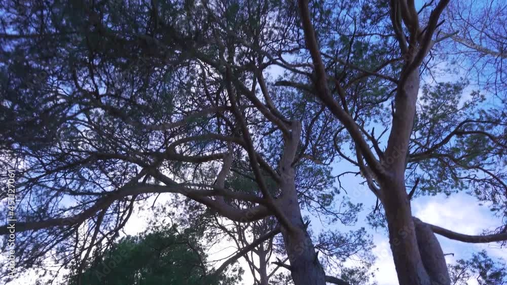Running Along The Forest Path. Pov Steadicam Shot. Camera Shows Tree Tops and Sky Running Along The Forest Path. Pov Steadicam Shot. Camera Shows Tree Tops and Sky