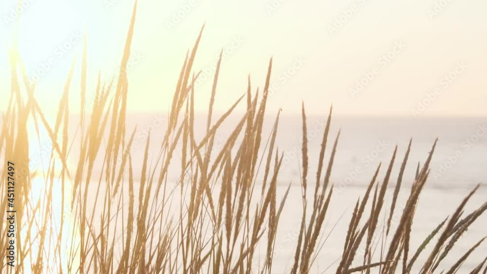 Beach grass in the breeze at sunset slow motion Beach grass in the breeze at sunset slow motion