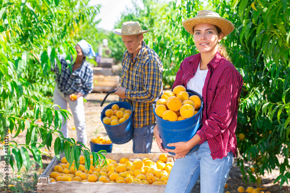 Obraz premium Portrait of young attractive woman farmer in straw hat picking fresh peaches in fruit garden