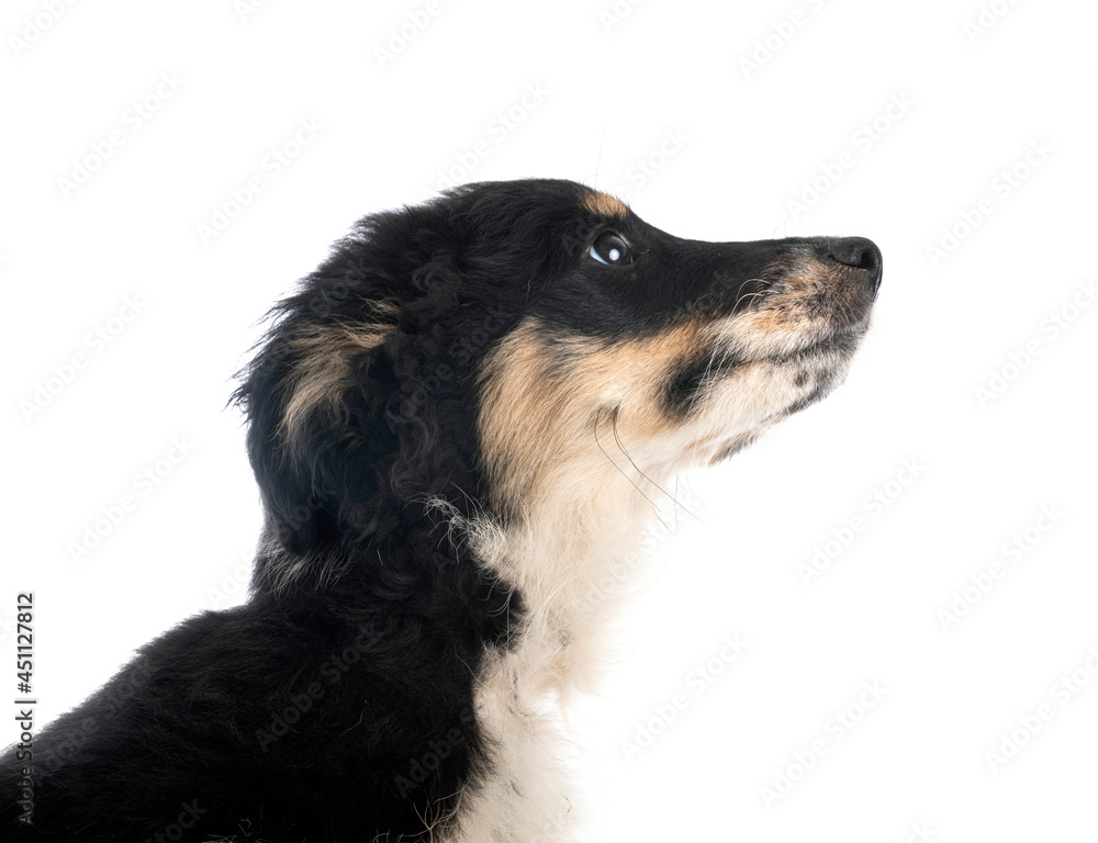 Fototapeta premium Miniature American Shepherd