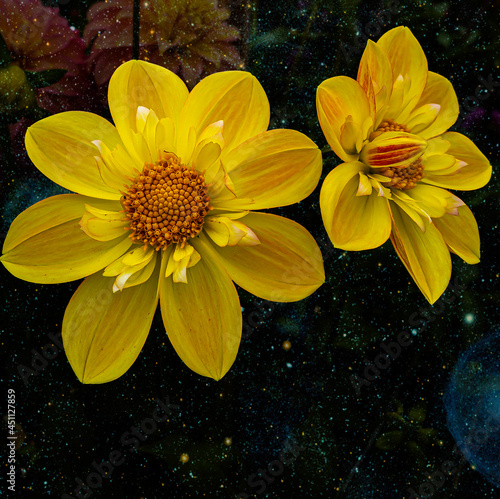 Dahlia's Dream - Floating in space
 photo