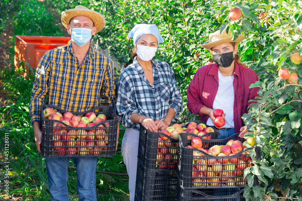Obraz premium Three workers in face masks standing with crates full of apples in plantation and smiling.