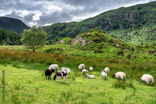 Flock of Sheep in Ireland