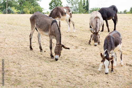 Donkeys and mules puledro in the countryside in Europe. Lovely pets walk and eat in the paddock in the village on the grass. Pets on the eco-farm on a summer day. © SNAB