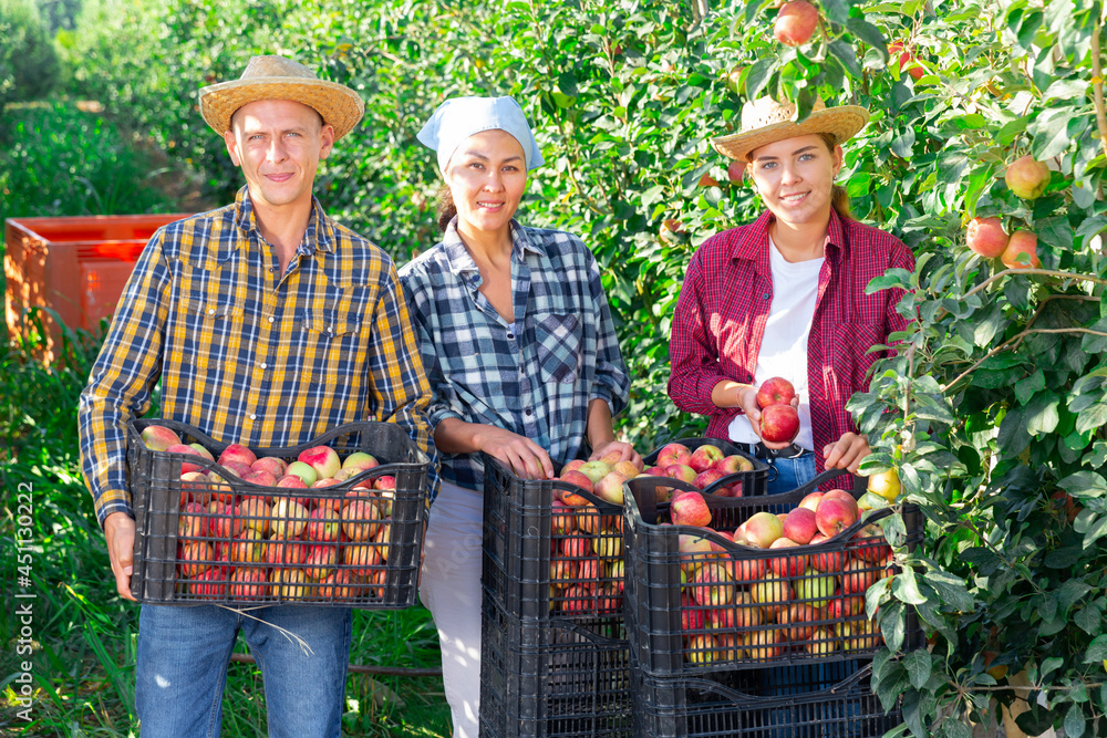 Obraz premium Three workers standing with crates full of apples in plantation and smiling.