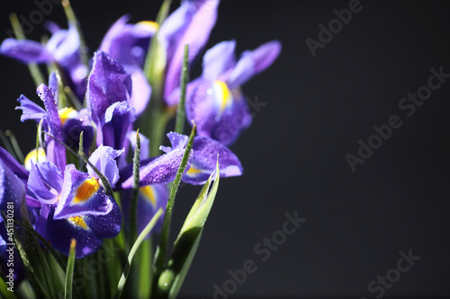 Fototapeta Naklejka Na Ścianę i Meble -  Bouquet of fresh flowers. Holiday gift to your loved one. Background St. Valentine's Day. Rose, tulip, iris flower arrangement.