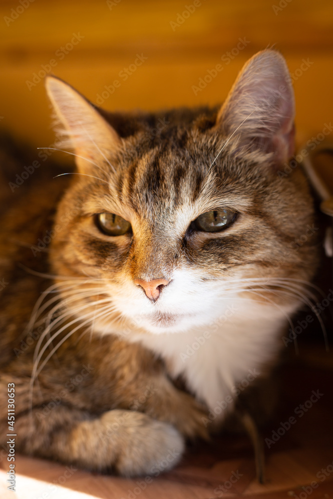 Lying cat portrait Lying cat portrait