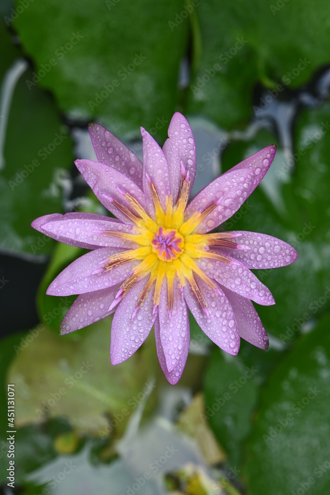 Purple lotus with water droplets close-up Purple lotus with water droplets close-up