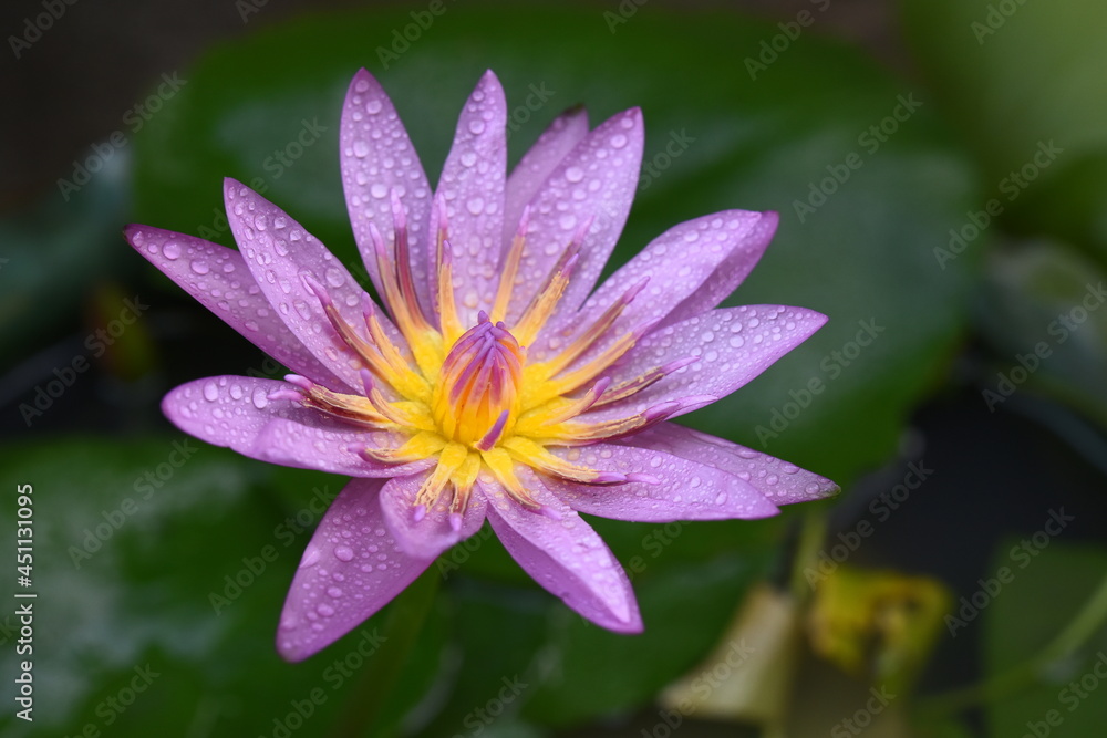 Purple lotus with water droplets close-up Purple lotus with water droplets close-up