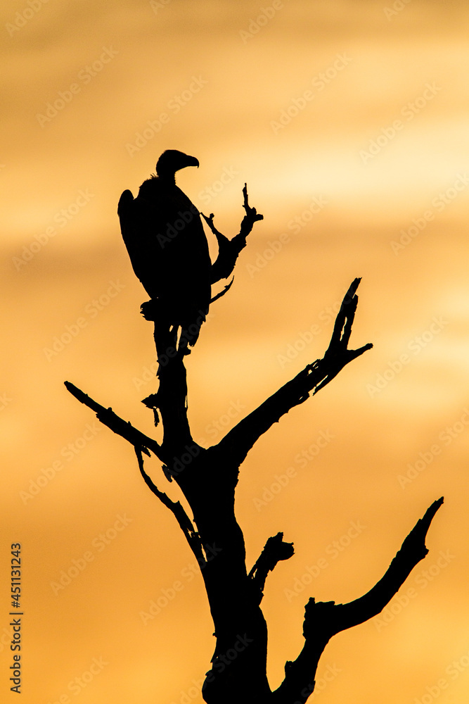 Lone White-backed Vulture silhouette over the African bush, South Africa