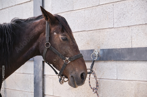 Portrait of an old sad chestnut horse in stall.