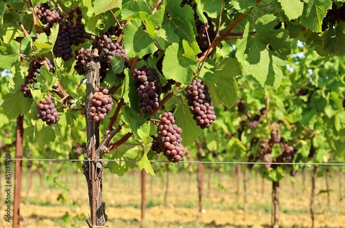 Pinot gris grapes, brown pinkish variety, hanging on vine some days days before the harvest