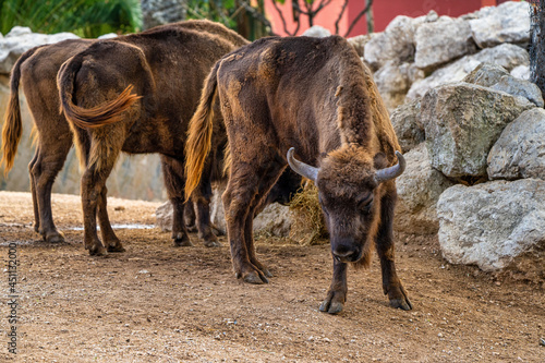 European bison, Bison bonasus in Jerez de la Frontera, Andalusia, Spain photo