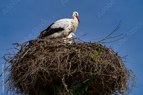 White Stork, Ciconia ciconia in Jerez de la Frontera, Andalusia, Spain photo