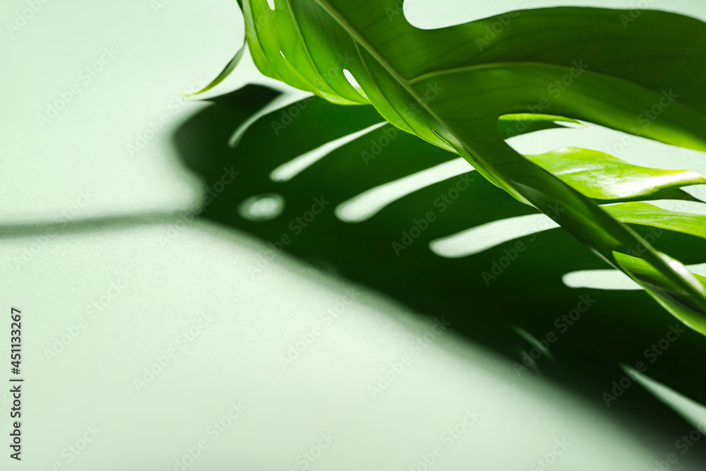 Obraz premium Fresh tropical palm leaf on color background, closeup