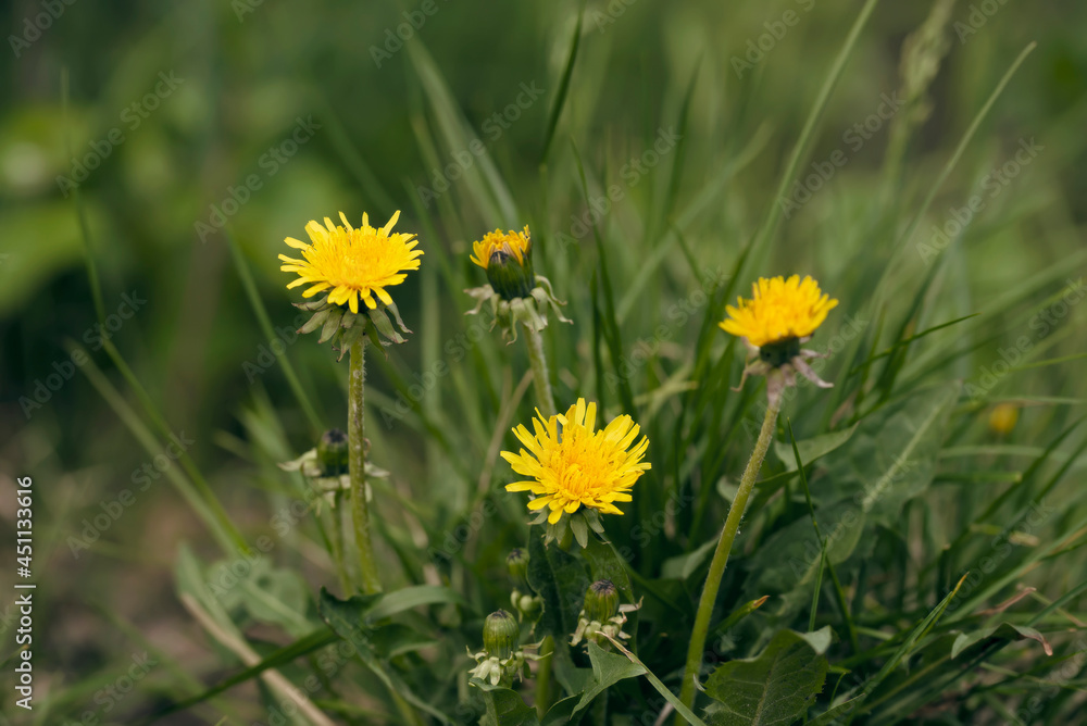 Bright yellow wild flowers on the wind Bright yellow wild flowers on the wind
