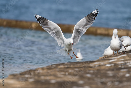 Seagull making graceful landing