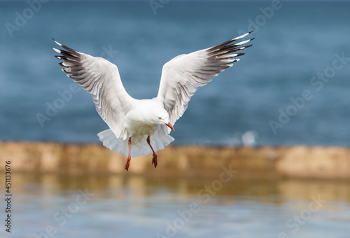 Graceful seagull