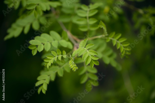 Green bush or tree leaves in the forest